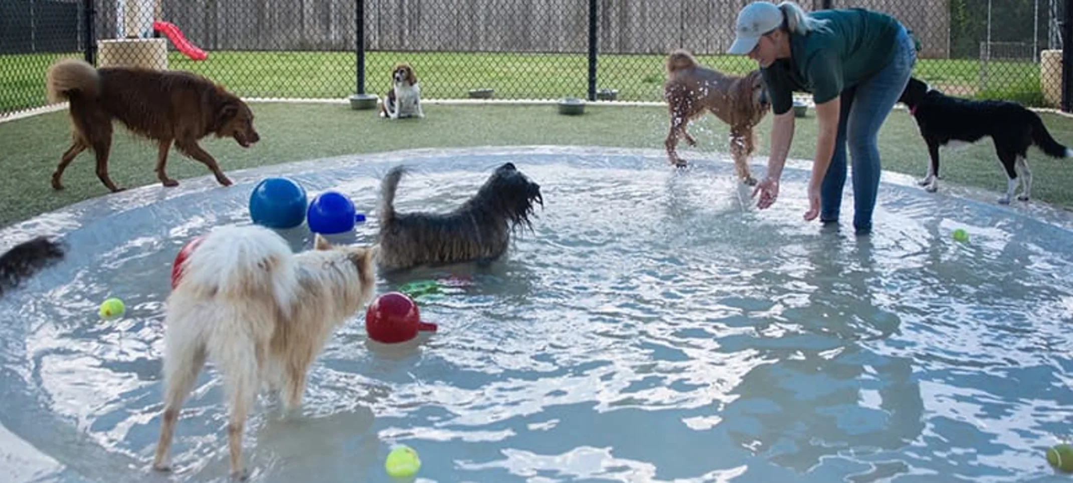 Dogs playing in pool at Rover Oaks Pet Resort